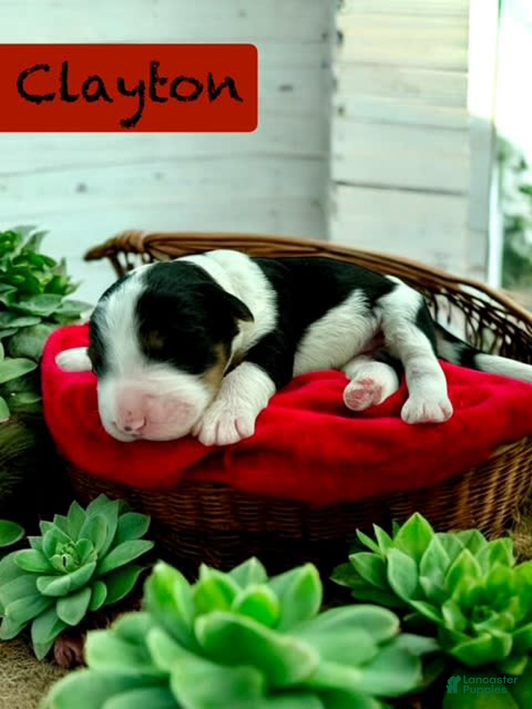 Bernedoodle dogs for sale: Clayton - Image 4