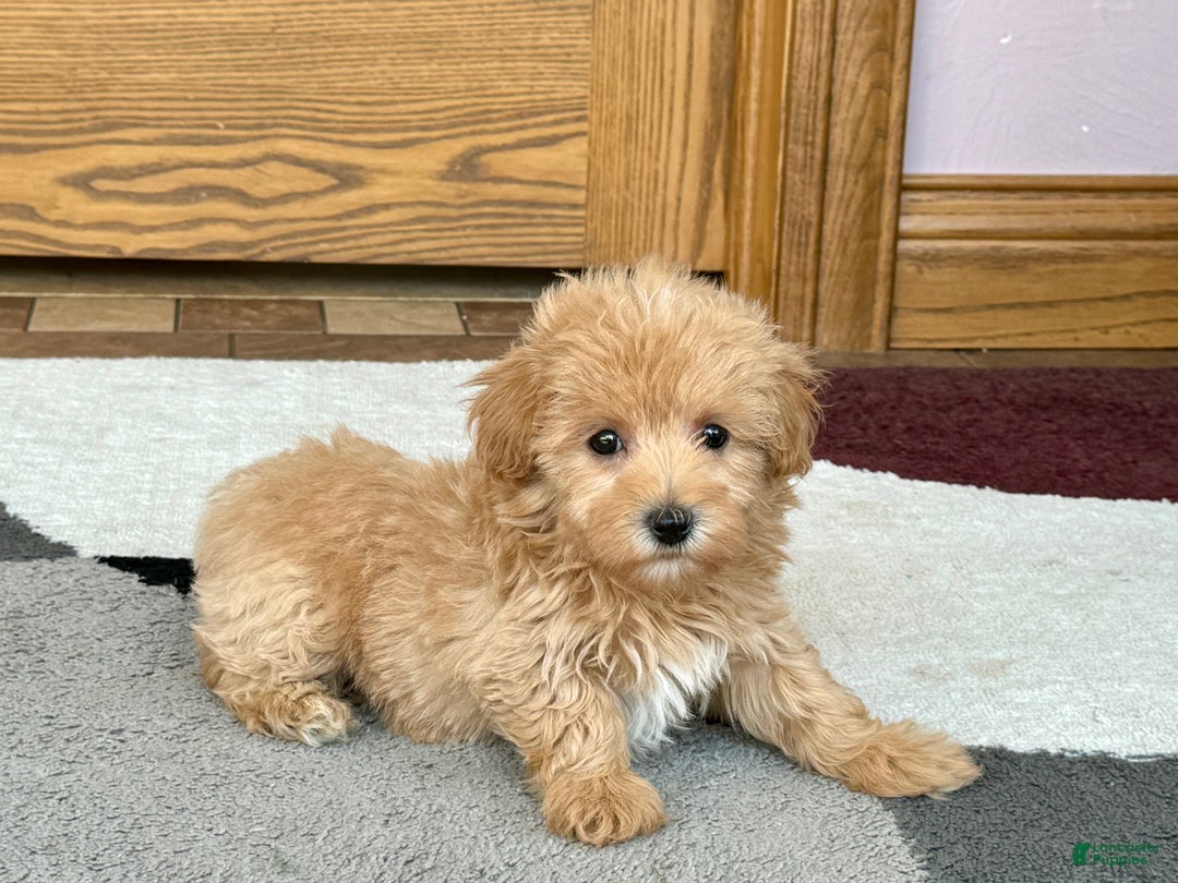 Maltipoo dogs for sale: Honey - Image 9