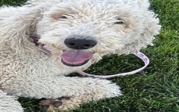 Goldendoodle dogs for sale: Sue - Image 8