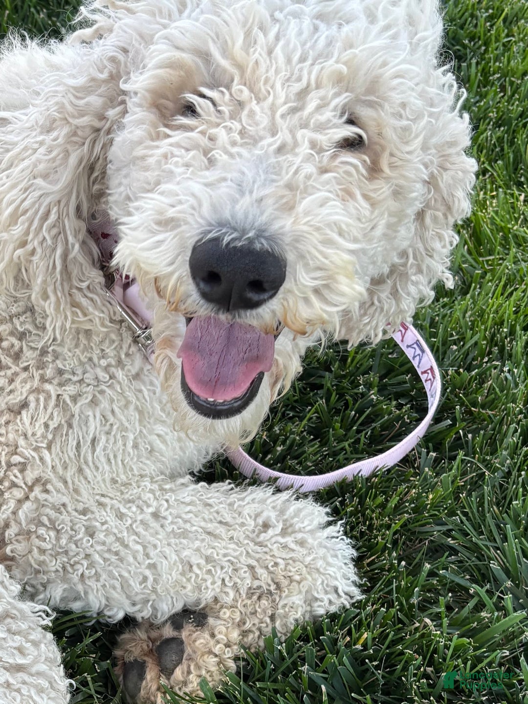 Goldendoodle dogs for sale: Sue - Image 8