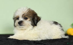 Bichon Frise dogs for sale: Malibu - Image 3
