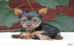Yorkshire Terrier dogs for sale: Molly - Image 2