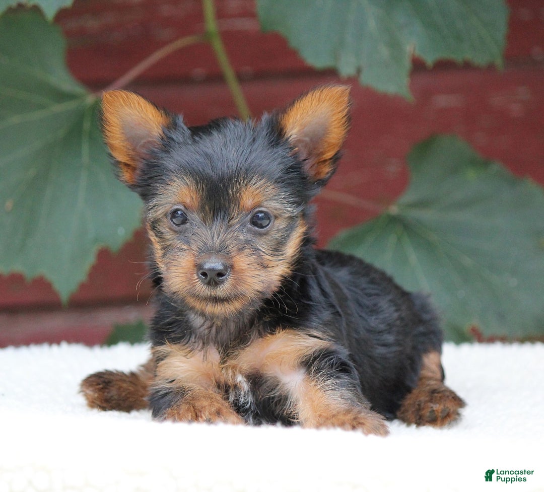 Yorkshire Terrier dogs for sale: Molly - Image 2
