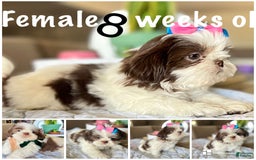 Shih Tzu dogs for sale: Rosse - Image 9