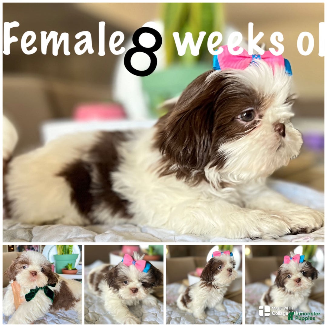 Shih Tzu dogs for sale: Rosse - Image 9