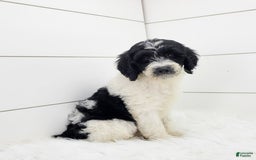 Cavapoo dogs for sale: Logan - Image 3