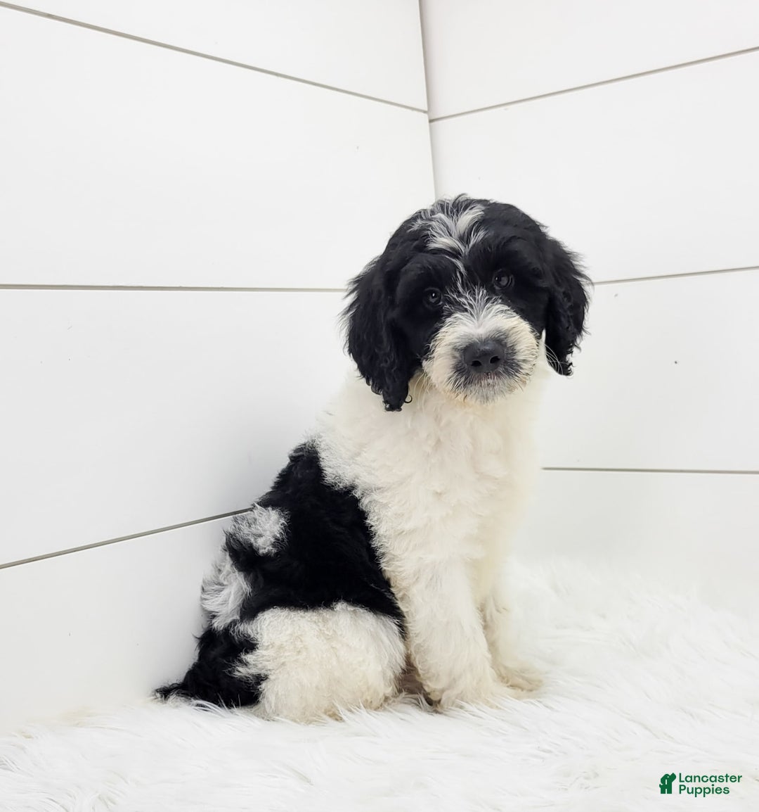 Cavapoo dogs for sale: Logan - Image 3