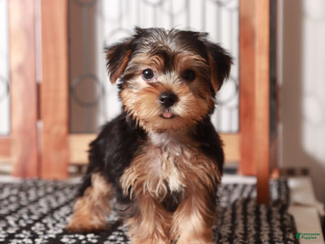 Yorkshire Terrier dogs for sale: Aria - Image 1