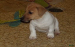 Jack Russell Terrier dogs for sale: Foster - Image 4