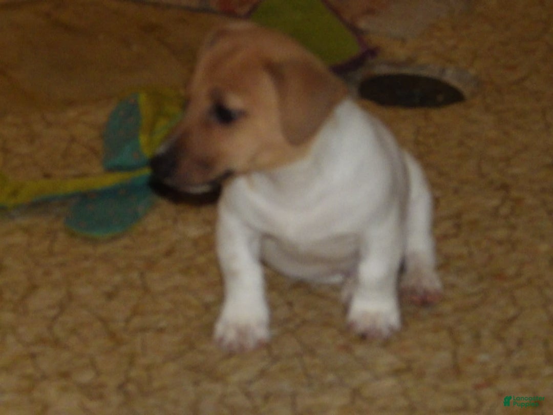 Jack Russell Terrier dogs for sale: Foster - Image 4
