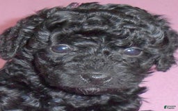 Yorkiepoo dogs for sale: Pepper - Image 6
