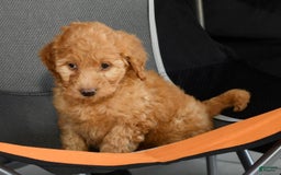 Mini Goldendoodle dogs for sale: Hallie - Image 2