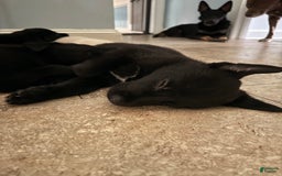 Belgian Malinois dogs for sale: Ulf-keine - Image 3