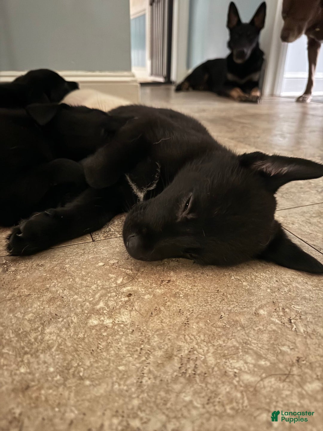 Belgian Malinois dogs for sale: Ulf-keine - Image 3