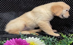 Golden Retriever dogs for sale: Archie - Image 2