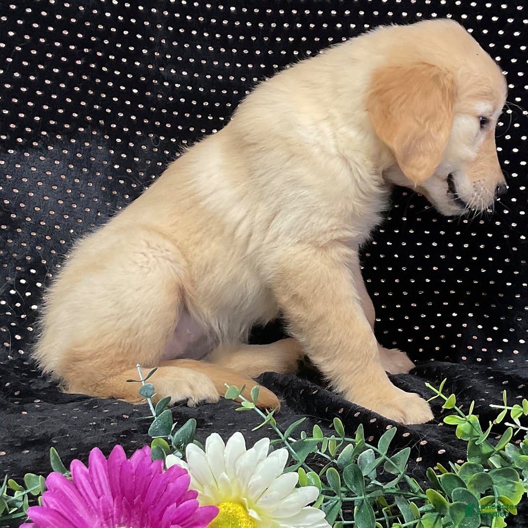 Golden Retriever dogs for sale: Archie - Image 2