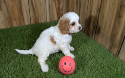Cavapoo dogs for sale: Fiona Girl 1 - Image 13