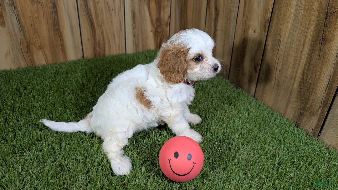 Cavapoo dogs for sale: Fiona Girl 1 - Image 13
