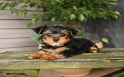 Yorkshire Terrier dogs for sale: Haven - Image 5