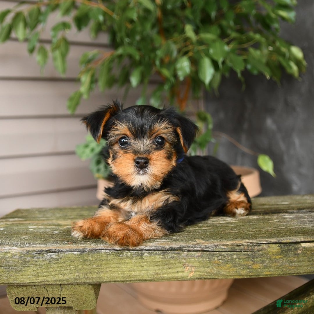 Yorkshire Terrier dogs for sale: Haven - Image 5