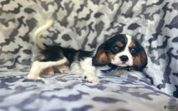 Cavalier King Charles Spaniel dogs for sale: Beans - Image 6