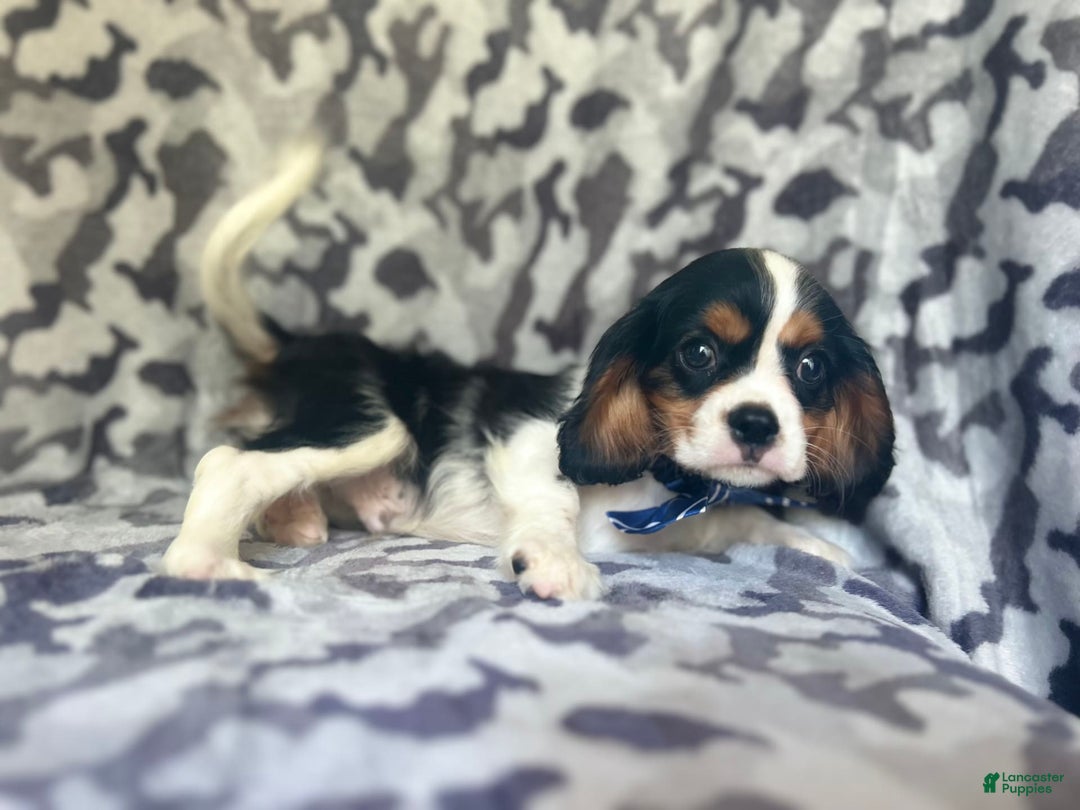 Cavalier King Charles Spaniel dogs for sale: Beans - Image 6