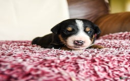 Greater Swiss Mountain Dog dogs for sale: Finn - Image 2