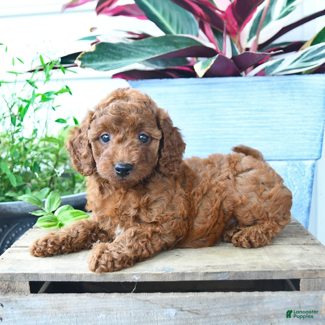 Mini Goldendoodle dogs for sale: Vanilla - Image 4