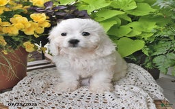 Cavachon dogs for sale: Charlie - Image 9