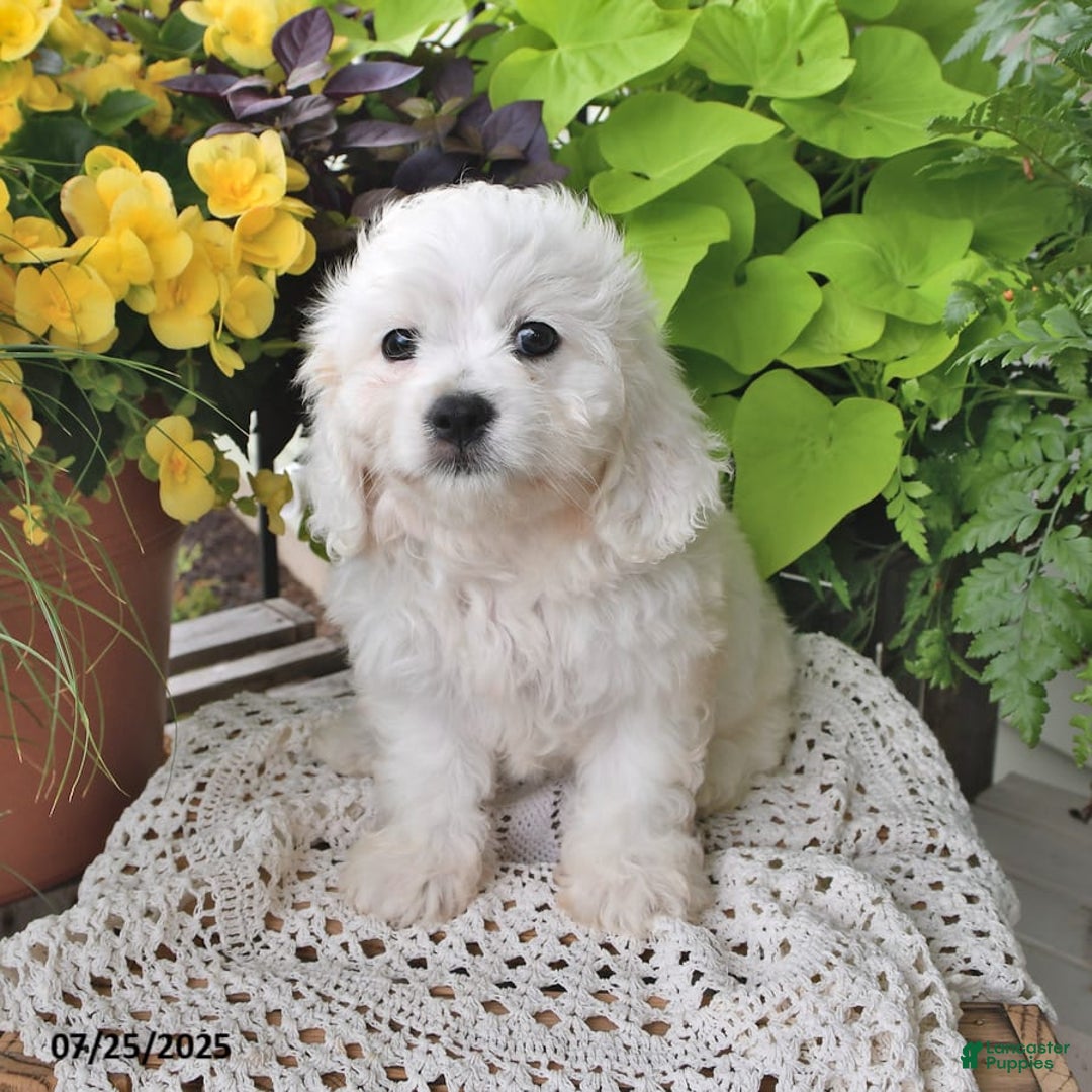 Cavachon dogs for sale: Charlie - Image 9