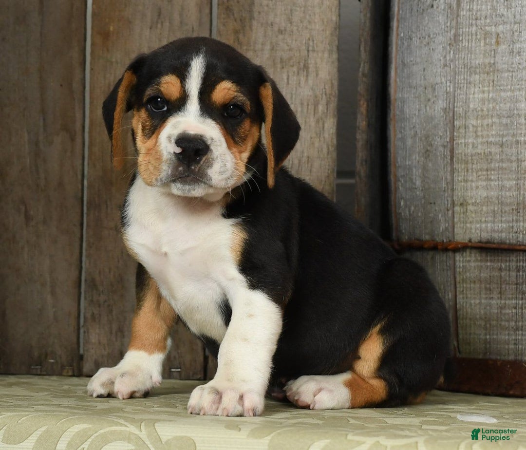 Beabull dogs for sale: Wanda - Image 3