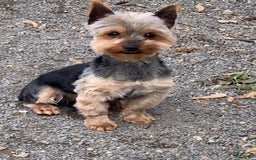 Yorkshire Terrier dogs for sale: Koda - Image 10