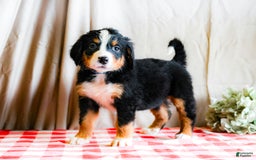 Bernese Mountain Dog dogs for sale: Layla - Image 4