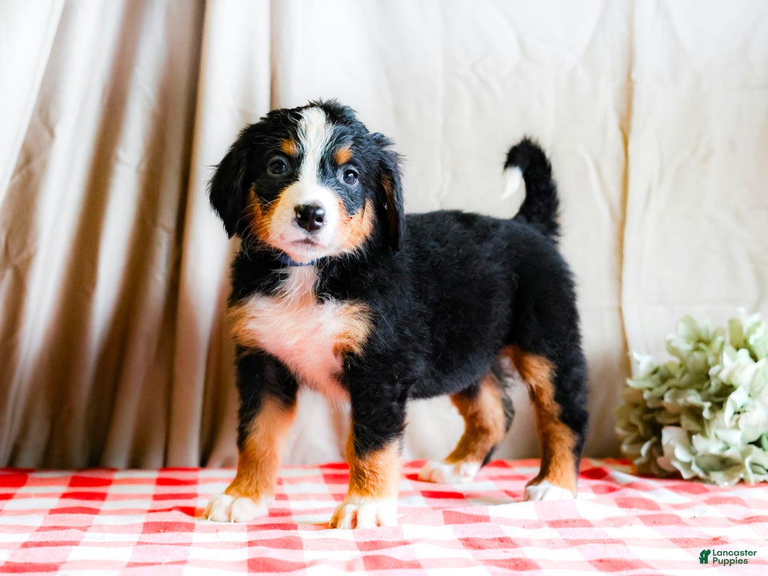 Bernese Mountain Dog dogs for sale: Layla - Image 4