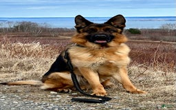 German Shepherd dogs for sale: Rolfe - Image 5