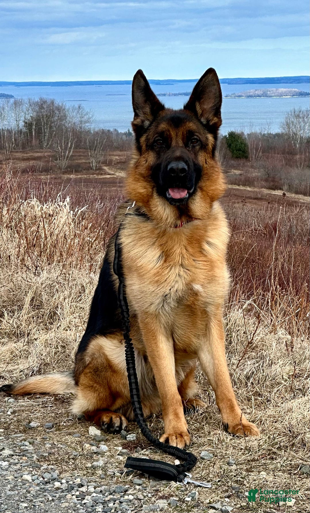 German Shepherd dogs for sale: Rolfe - Image 5