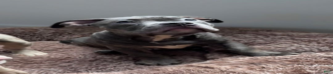 Nano