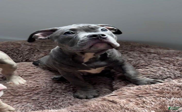 American Bully dogs for sale - Ad 2