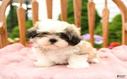 Shih Tzu dogs for sale: Benji - Image 4