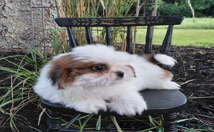 Shih Tzu dogs for sale - Ad 4