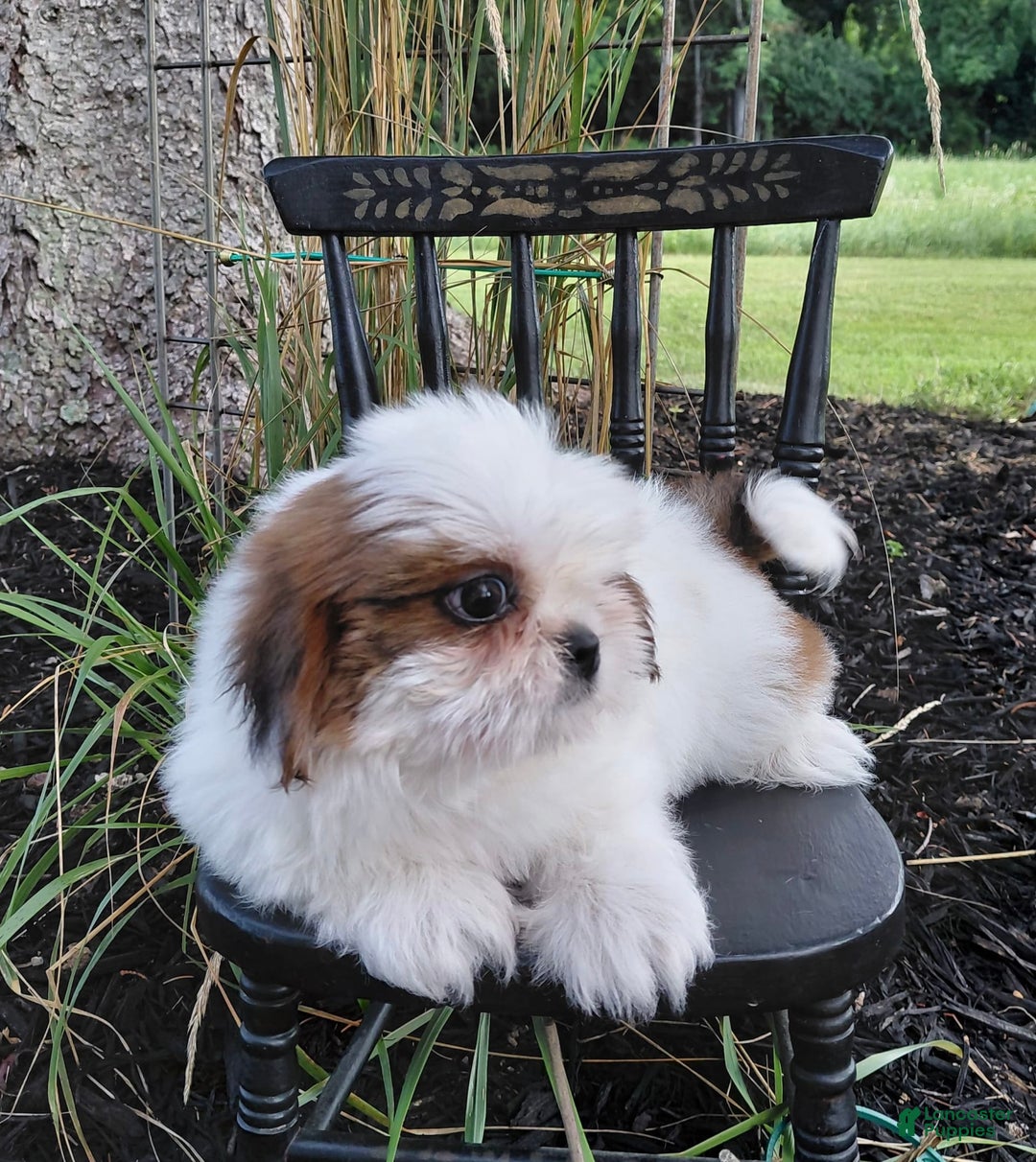 Shih Tzu dogs for sale: Timber - Image 1
