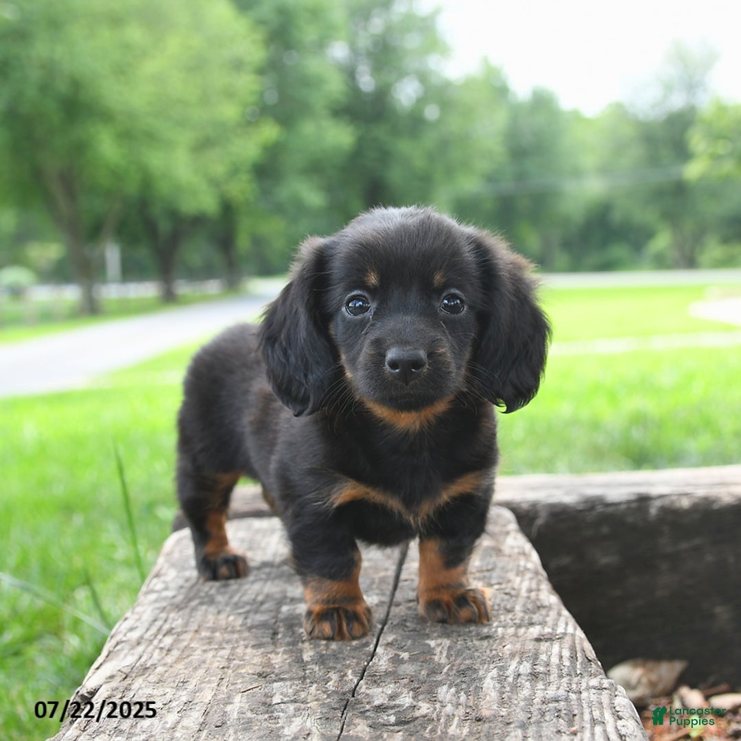 Miniature Dachshund dogs for sale: Ellie - Image 3