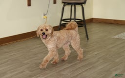 Mini Goldendoodle dogs for sale: Oliver - Image 3