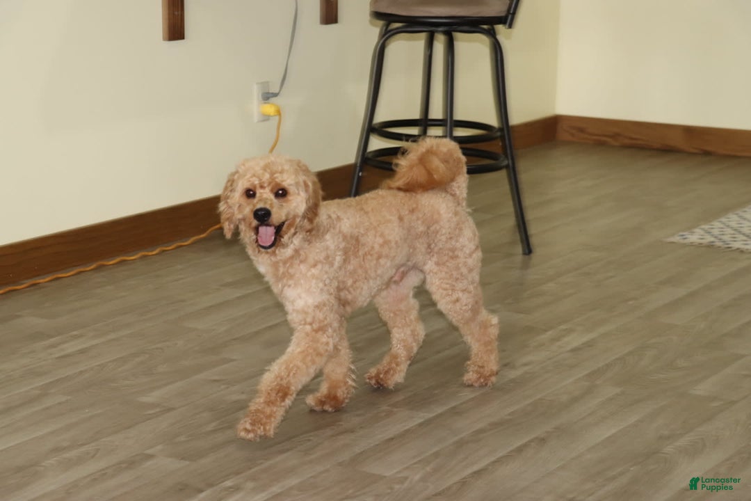 Mini Goldendoodle dogs for sale: Oliver - Image 3