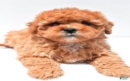 Cavapoo dogs for sale: Riley - Image 9
