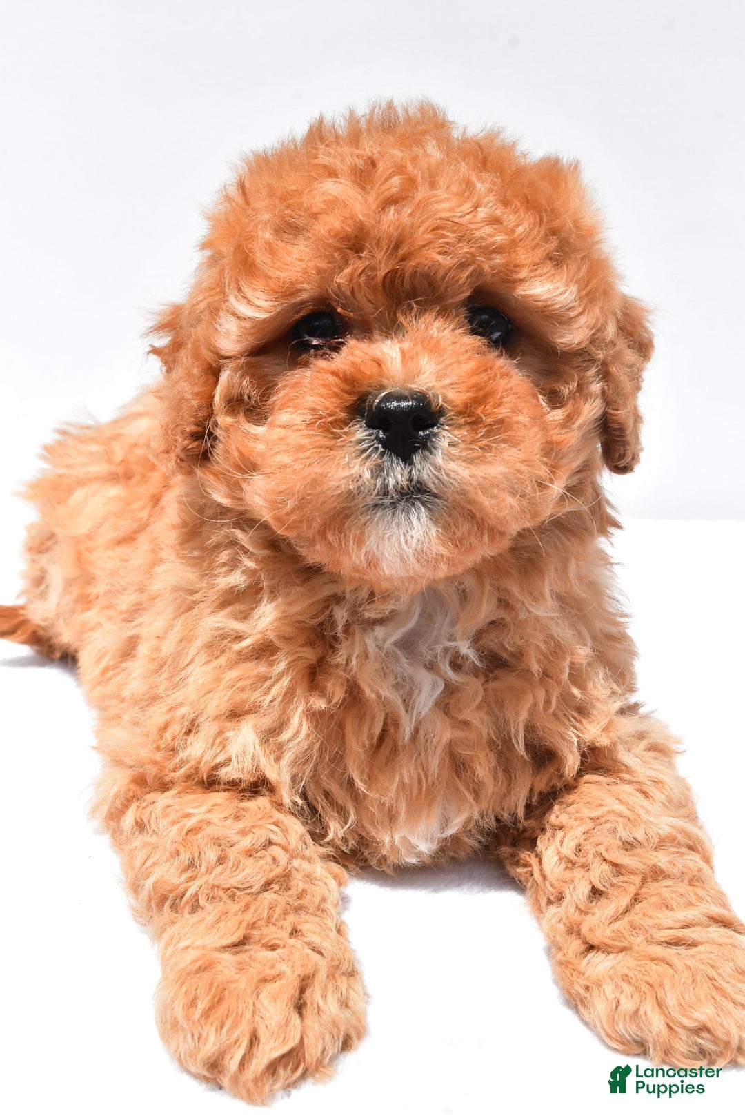 Cavapoo dogs for sale: Riley - Image 9