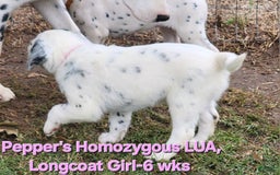 Dalmatian dogs for sale: Peppers Pink Girl - Image 19