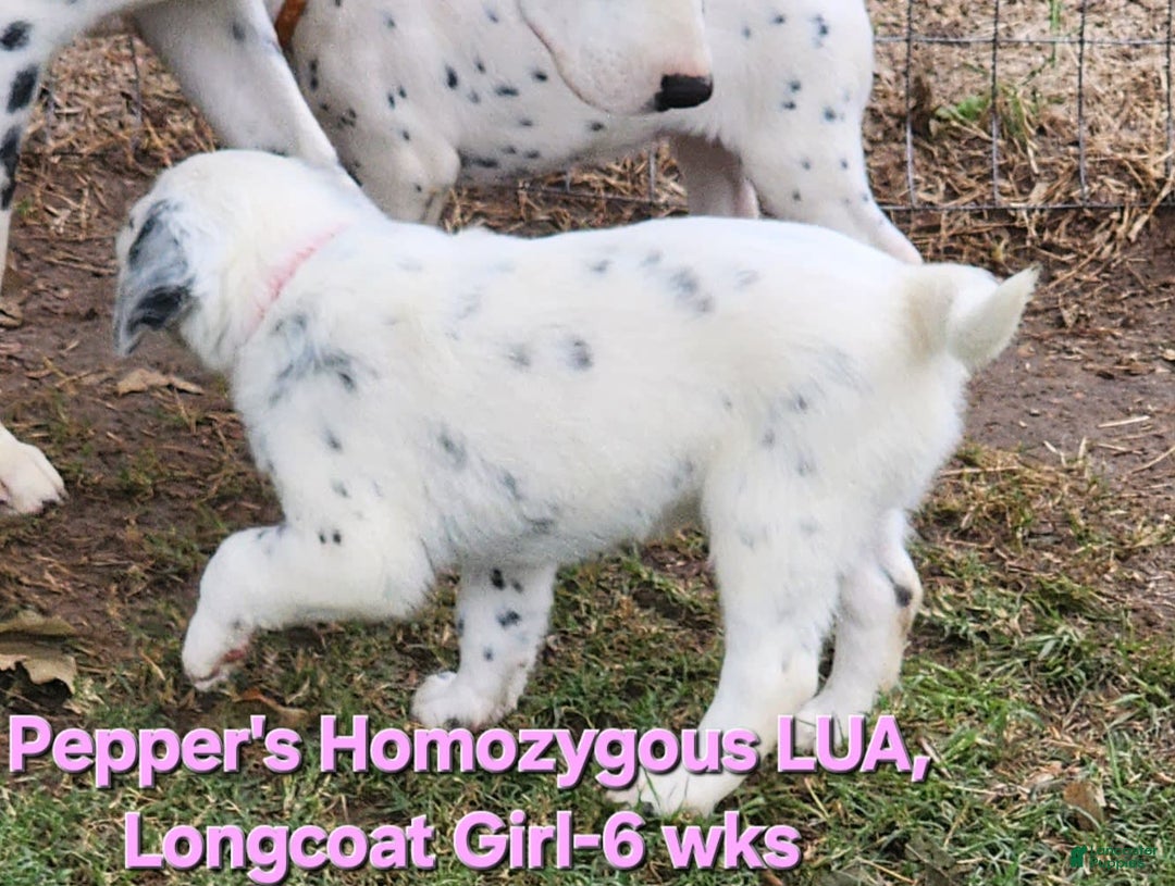 Dalmatian dogs for sale: Peppers Pink Girl - Image 19