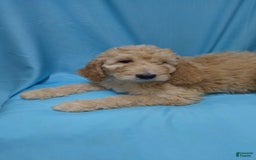 Goldendoodle dogs for sale: Diamond - Image 2