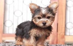 Yorkshire Terrier dogs for sale: Echo - Image 2